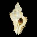 To Conchology (Chicoreus trivialis WHITE)