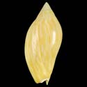 To Conchology (Amoria lineola SUBFOSSIL)