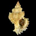 To Conchology (Chicoreus denudatus)