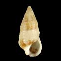 To Conchology (Cerithium egenum)