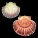 To Conchology (Pecten fumatus PINK)