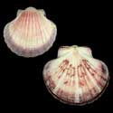 To Conchology (Pecten fumatus PINK)