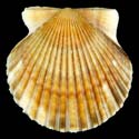 To Conchology (Argopecten irradians concentricus ORANGE)