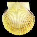 To Conchology (Argopecten irradians concentricus YELLOW)