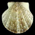 To Conchology (Argopecten irradians concentricus)