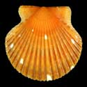 To Conchology (Argopecten irradians concentricus ORANGE)