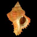 To Conchology (Hexaplex angularis ORANGE)