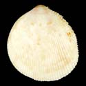 To Conchology (Acrosterigma discus)
