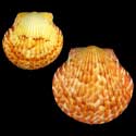 To Conchology (Argopecten gibbus ORANGE)