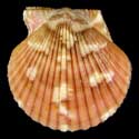 To Conchology (Argopecten gibbus BROWN)