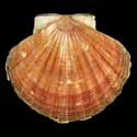 To Conchology (Pecten maximus GIANT)