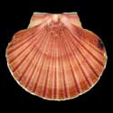 To Conchology (Pecten novaezelandiae)