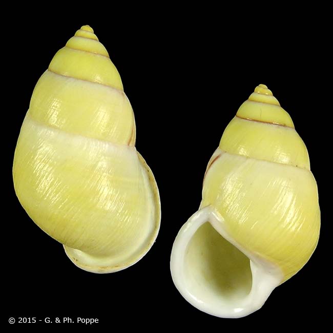 Amphidromus heerianus SINISTRAL YELLOW