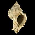 To Conchology (Phyllonotus pomum FOSSIL)