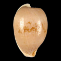 To Conchology (Cypraeovula alfredensis transkeiana)