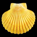 To Conchology (Leopecten diegensis YELLOW)