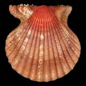 To Conchology (Aequipecten muscosus SPECIAL COLOR)