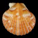 To Conchology (Aequipecten commutatus commutatus ORANGE)