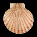 To Conchology (Aequipecten glyptus)