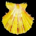 To Conchology (Mirapecten rastellum SUNRAY)