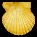 To Conchology (Leptopecten tumbezensis ORANGE)