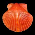 To Conchology (Argopecten ventricosus RED)