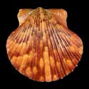 To Conchology (Argopecten ventricosus ORANGE)