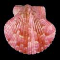 To Conchology (Argopecten ventricosus PINK)