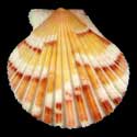 To Conchology (Aequipecten commutatus commutatus ORANGE)