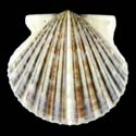 To Conchology (Argopecten irradians amplicostatus)