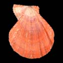 To Conchology (Manupecten pesfelis CANARY FORM RED)