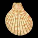 To Conchology (Anguipecten picturatus GIANT)