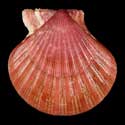 To Conchology (Cryptopecten vesiculosus RED)