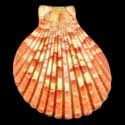 To Conchology (Anguipecten picturatus GIANT)