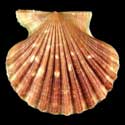 To Conchology (Leptopecten palmeri)