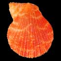 To Conchology (Talochlamys humilis RED)