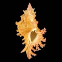 To Conchology (Chicoreus paini ORANGE)