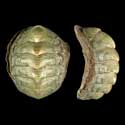 To Conchology (Onithochiton neglectus)