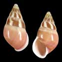 To Conchology (Amphidromus quadrasi f. dubius SPECIALCOLOR)