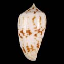 To Conchology (Phasmoconus sertacinctus cf.)