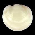 To Conchology (Anodontia alba)