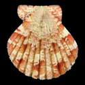 To Conchology (Anguipecten picturatus)