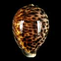 To Conchology (Cypraea tigris pardalis GIANT)