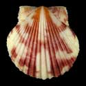 To Conchology (Argopecten gibbus)