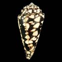 To Conchology (Conus bandanus FREAK)