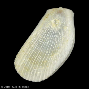 Limaria dentata