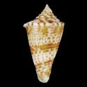 To Conchology (Conasprella nereis GIANT)