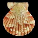 To Conchology (Anguipecten picturatus YOUNG)