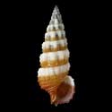 To Conchology (Cerithium balteatum WHITE & BROWN)