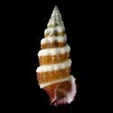 To Conchology (Cerithium balteatum WHITE & BROWN)